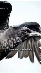 The Cute Yet Sharp tongued Baby