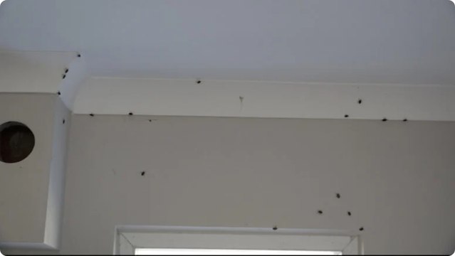 Trabzon'da kahverengi kokarca evleri istila etti