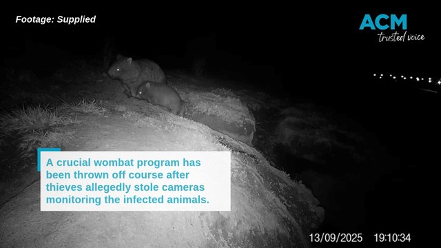Thieves target site where diseased wombats are treated