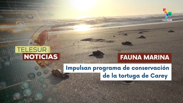 En El Salvador, comunidades y ambientalistas crean programa de conservación de la tortuga de carey
