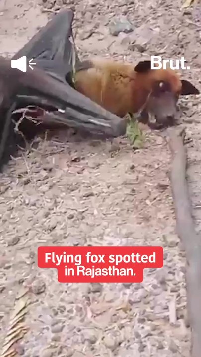 Flying fox seen in Rajasthan