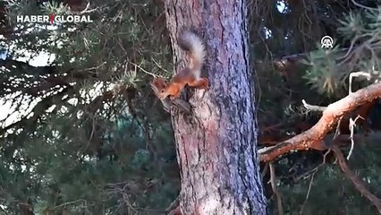 Kızıl sincap ve ağaçkakanlar yaşam alanlarında görüntülendi