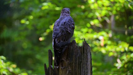 Découvrez la Bondrée apivore en vidéo - Getty
