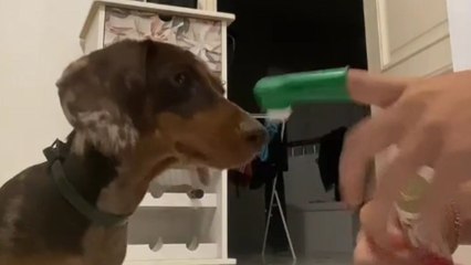 Beauty routine fail: Dog chooses to eat products instead of applying them