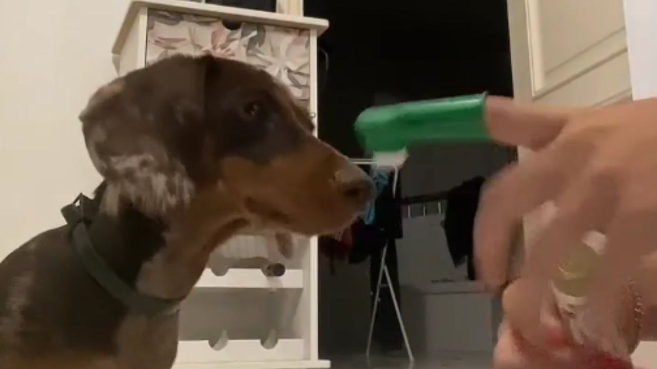 Beauty routine fail: Dog chooses to eat products instead of applying them