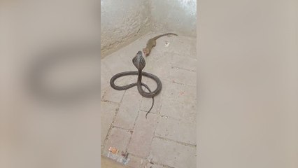 Una mangosta derriba una cobra sin apenas esfuerzo