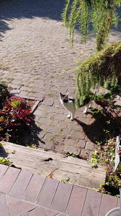 Every Day He Comes Closer… One Step to Friendship 🐱💞 #love #cat #shorts #shortvideo #funny #funnycats #animals #viralcats #animals #cute #fyp #trending