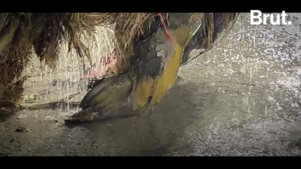 A day after Durga Puja immersions in Kolkata| Brut GR