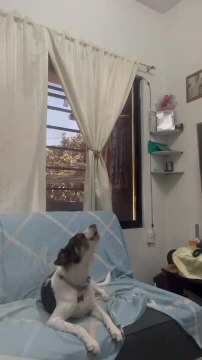 Dog Adorably Sings Alongside Person on Violin