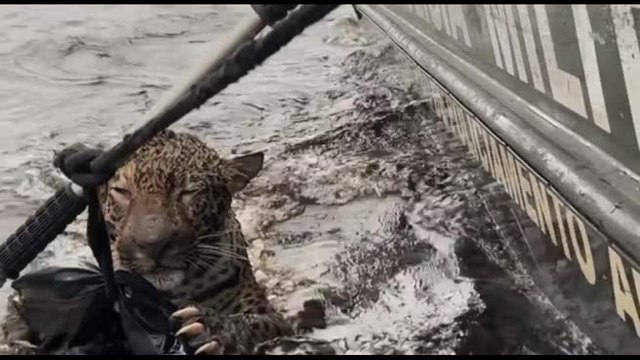 Spettacolare salvataggio del giaguaro ferito che nuota nel Rio Negro