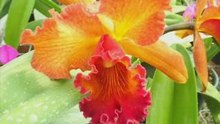 Flores