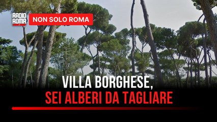 Villa Borghese, addio a pini e lecci: parla l'agronoma Sara Sacerdote
