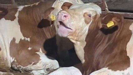 Bullock sits calmly and entertains itself by rolling tongue in funniest way