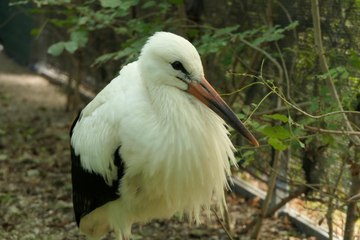 Mori, dieci giorni di cure e la cicogna bianca riprende il volo