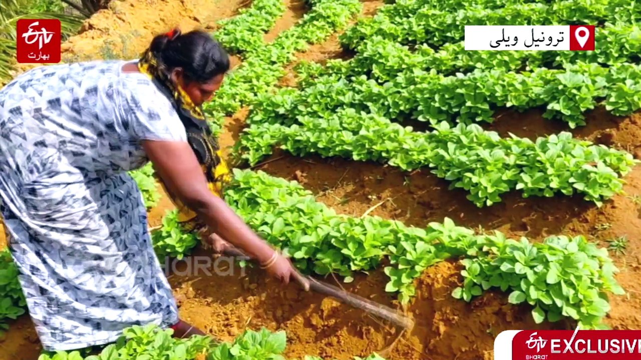 لڑکے سے خوجہ سرا بننے کا سفر، خواجہ سرا خاتون گھر واپس آکر زراعت میں کامیاب