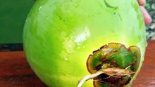 "Unbelievable Beautiful Green Coconut Cutting Skills You Need to See to Believe! 🌴🥥"