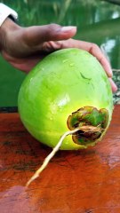 "Unbelievable Beautiful Green Coconut Cutting Skills You Need to See to Believe! 🌴🥥"