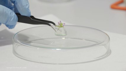 Dalle alghe un aiuto per l’agricoltura sostenibile