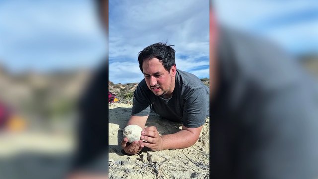 Investigadores del Conicet encontraron un huevo de dinosaurio carnívoro