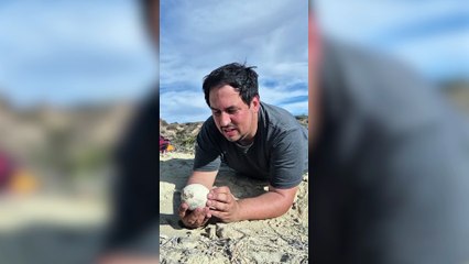 Investigadores del Conicet encontraron un huevo de dinosaurio carnívoro