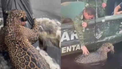Injured jaguar found at sea hitches ride on police boat