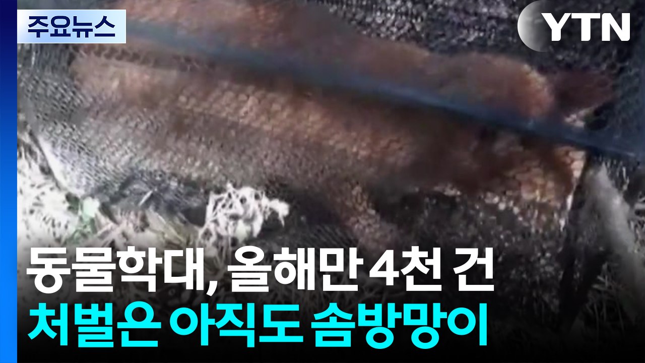 '동물 학대' 올해만 4천여 건...처벌은 솜방망이 / YTN