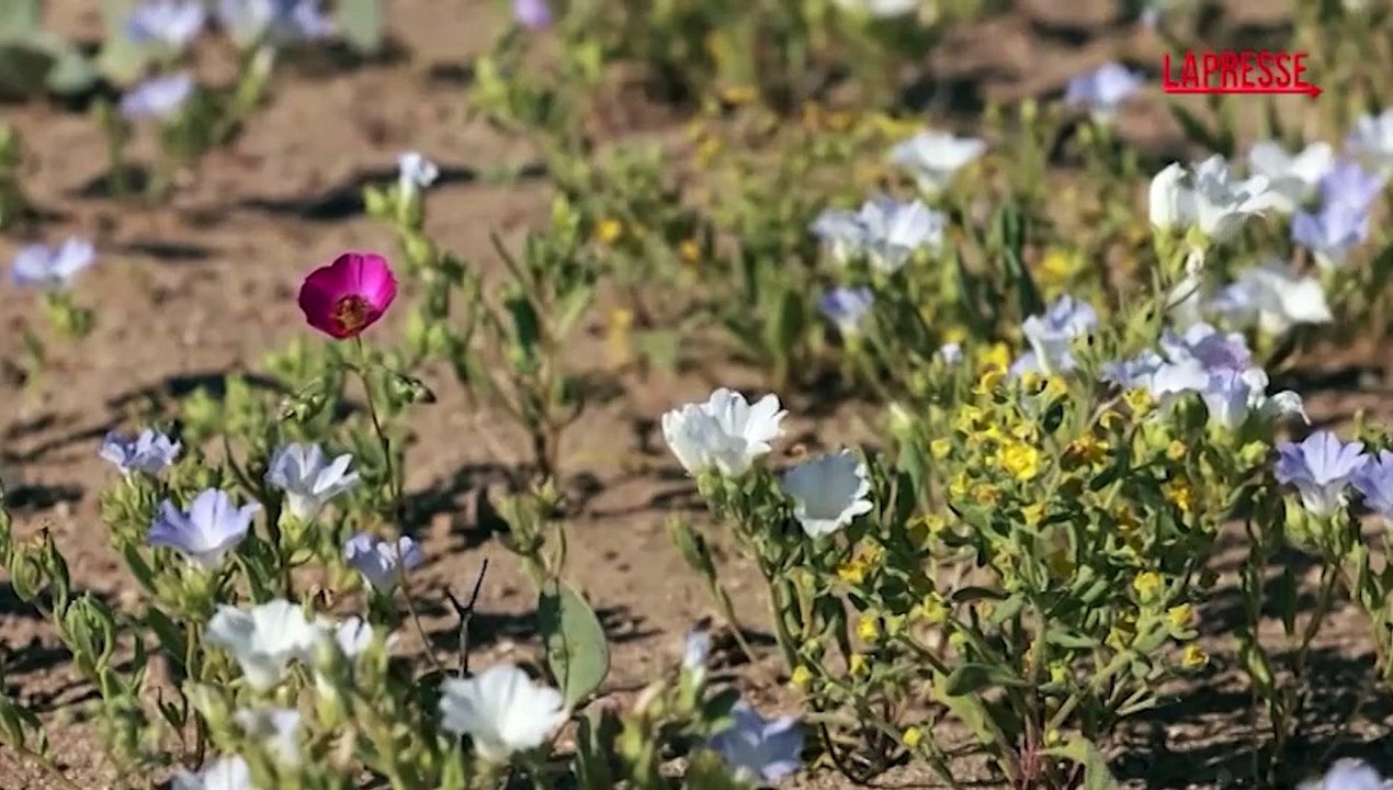 Cile, la fioritura nel deserto pi? arido della Terra: le spettacolari immagini da Atacama
