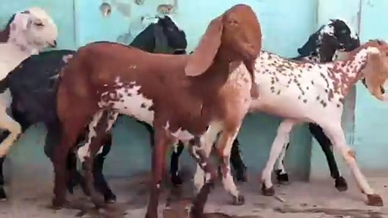 Male Goats