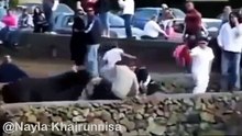 Video Lucu Funny Video Banteng Menyerang Orang Di Jalan Umum