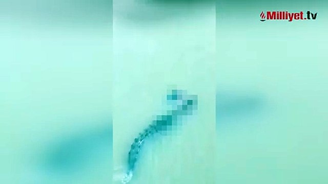 Nehirdeki gizli katil kamerada! Banyo yapan kadına timsah şoku