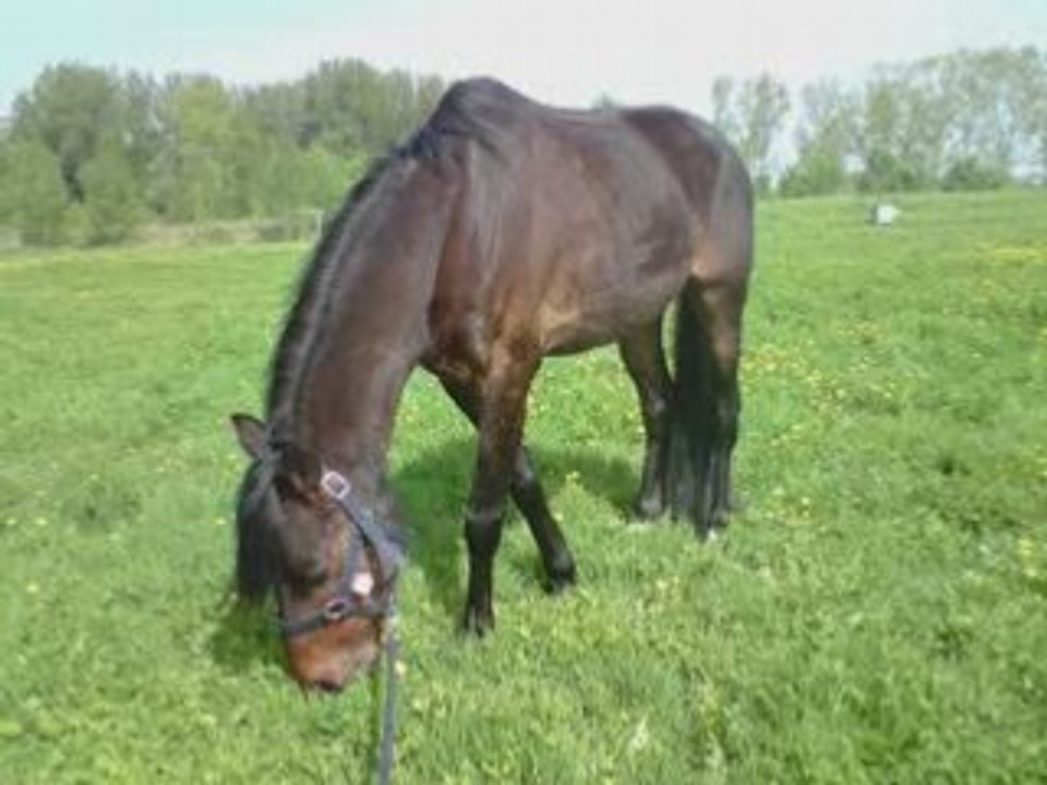 Doubles Poneys