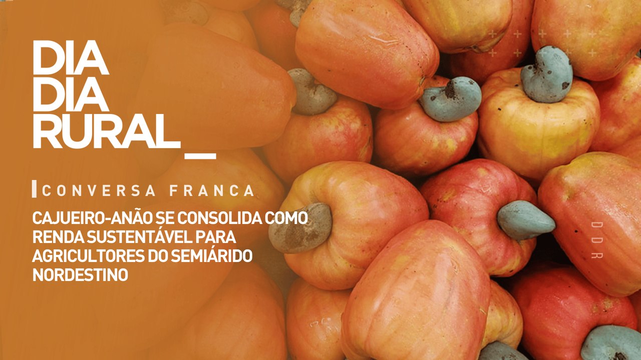 Cajueiro-anão se consolida como renda sustentável para agricultores do semiárido nordestino