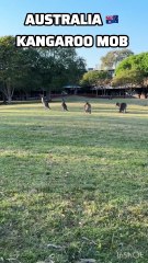 Mob of kangaroos