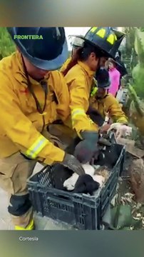 Bomberos rescatan a diez perritos abandonados en un canal 🚨