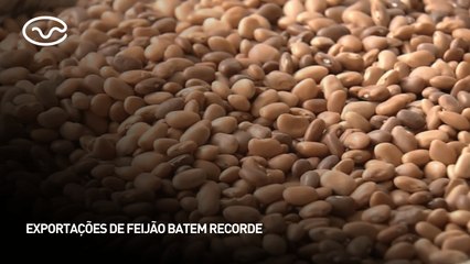 Exportações de feijão batem recorde