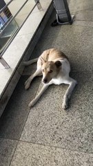 Kidding with dog, Dog therapy
