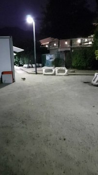 Bunnies in Bicentennial Park, Santiago, Chile