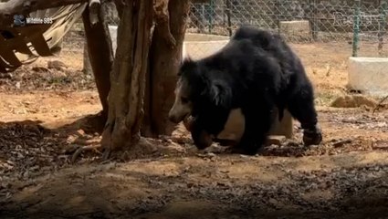 Rescue Bear Injured in Snare Trap Becomes First of His Kind to Receive a Prosthetic Leg