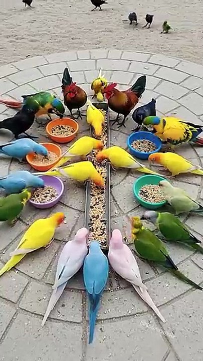 Bird Sound 🦜 Roosters, Crows & Colorful Talking Parrots Eat Together – It Might Make Your Day!