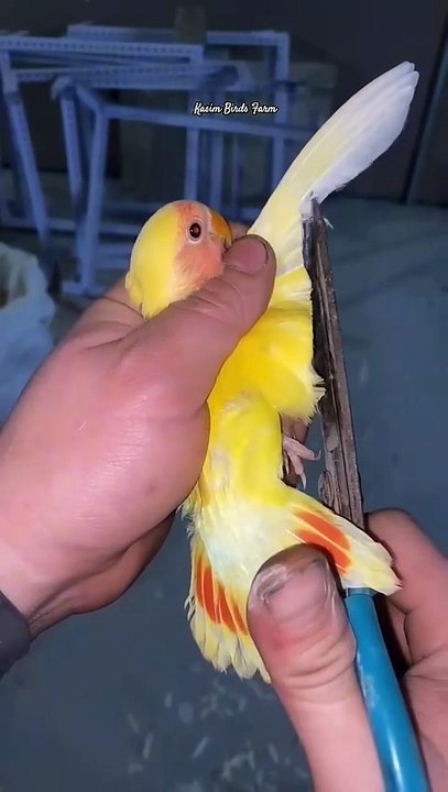 lovebirds bird raising experience sharing, lovebird, talking parrot, bird cage and birdwar