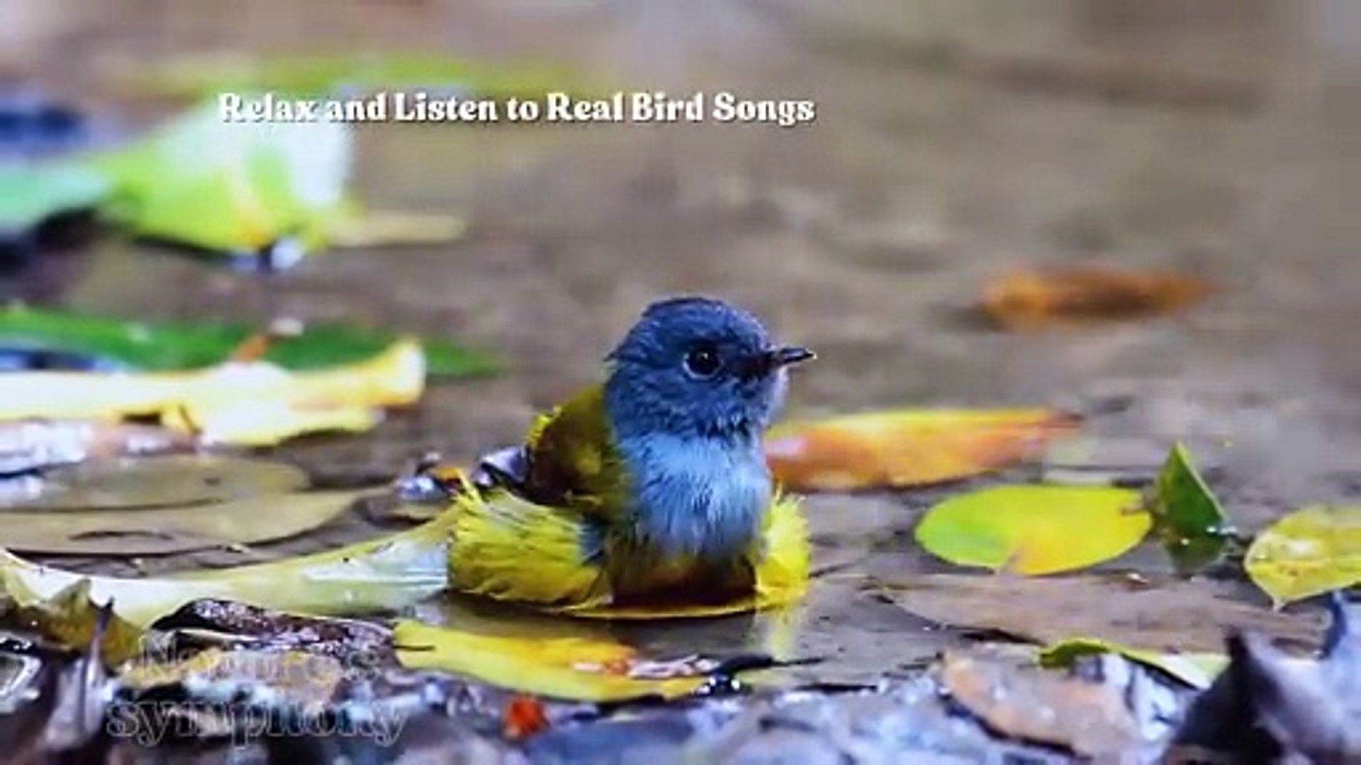 ⁣Relaxing Bird Sounds for Sleep, Focus & Calm _ Morning Birds Singing with No Music