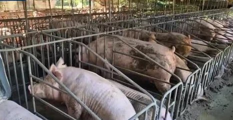 Importarán 300 mil piezas de jamón para las naviferias