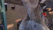 Kangaroo diaries only in Australia