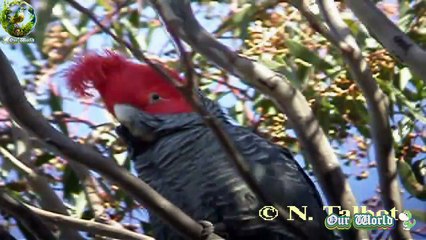 Gang-gang Cockatoo - Callocephalon fimbriatum
