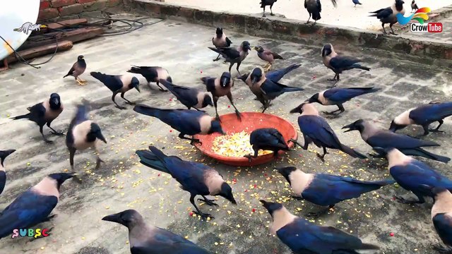 Crows birds crowing sounds to attract Crows naturally | Crow bird live crowing For Foods,