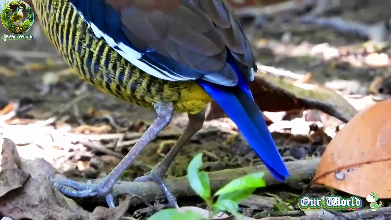 JAVAN BANDED PITTA