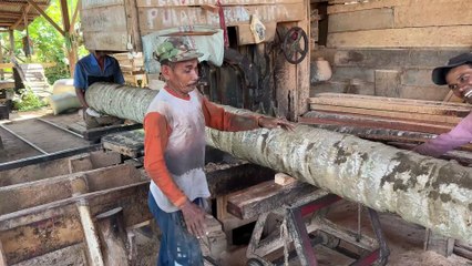 Coconut Tree Sawmill – 5x10 Wood Instantly