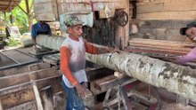 Coconut Tree Sawmill – 5x10 Wood Instantly
