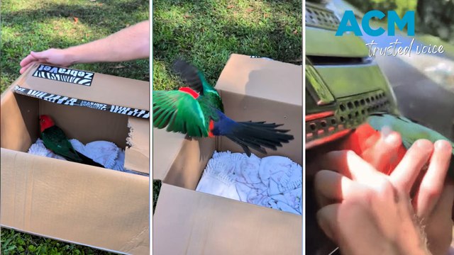 King parrot released into wild after becoming stuck in car grille