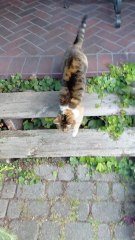 Good Morning World! 😻 My Cat’s Healthy Start to the Day #shorts #cat #funny #funnycats #viralcats #trending #goodmorning #fyp